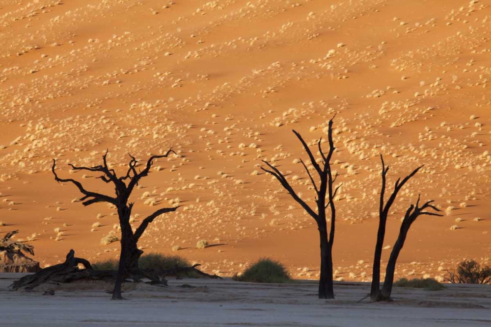 Wall Art Painting id:129994, Name: Dead tree, Dead Vlei, Sossusvlei, Namibia, Artist: Kaveney, Wendy