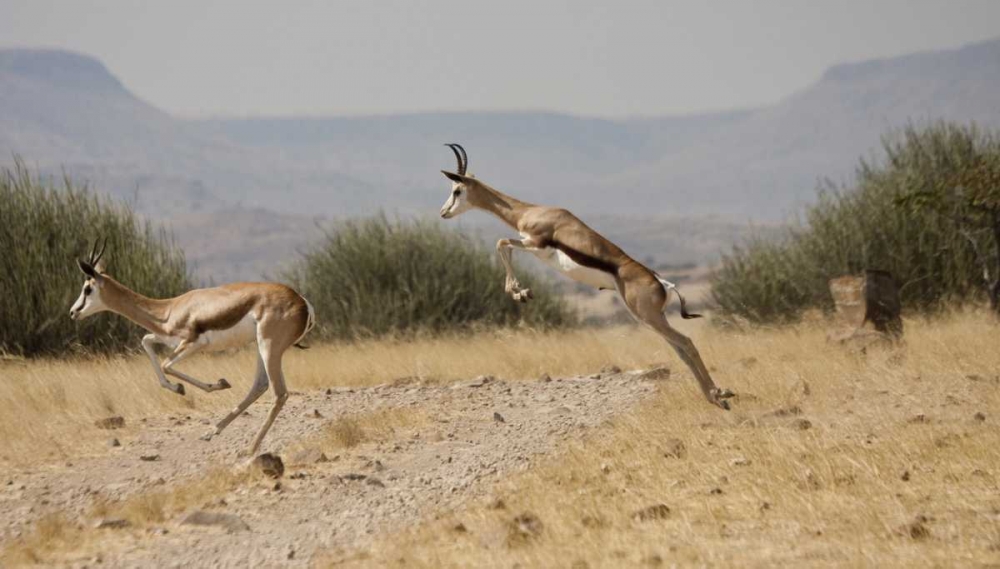 Art Print: Running springboks in mid-jump, Palmwag, Namibia