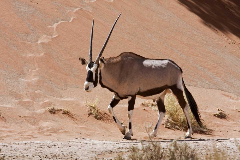 Art Print: Male Oryx, Namib Naukluft, Namib Desert, Namibia
