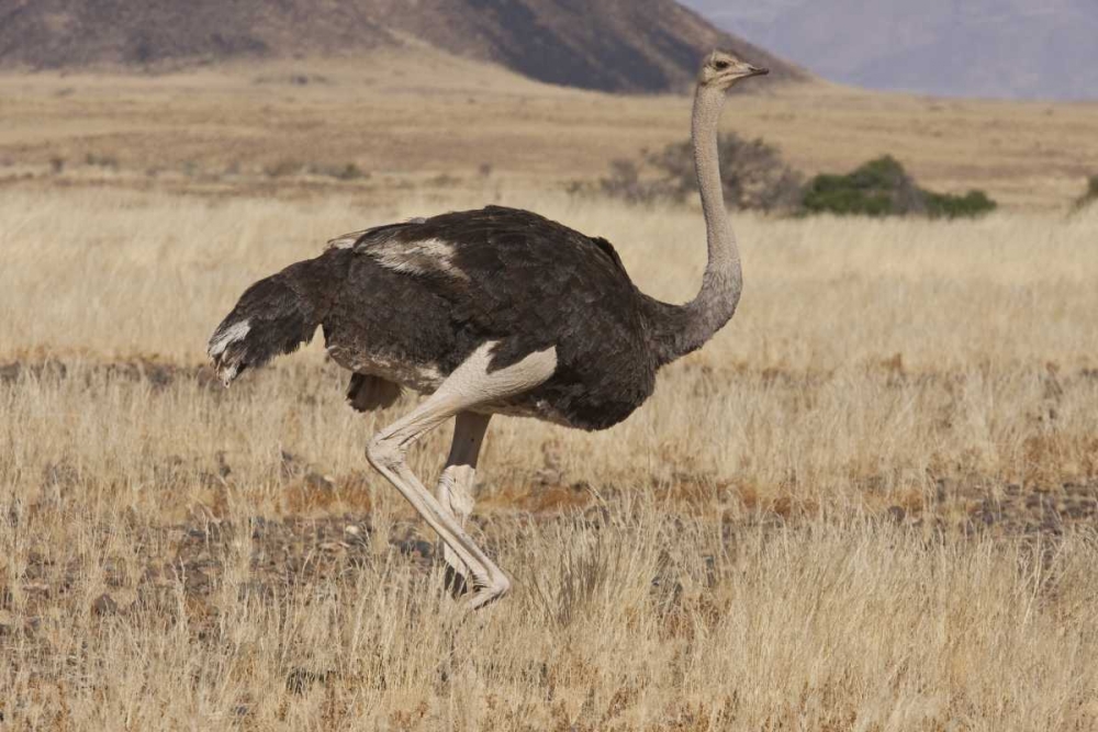 Art Print: Ostrich, Namib Naukluft NP, Namib Desert, Namibia