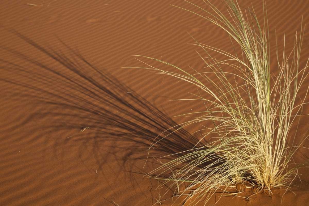 Art Print: Tuft of grass in the Namib Desert, Namibia