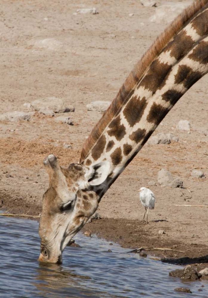 Wall Art Painting id:129894, Name: Namibia, Etosha NP Giraffe drinking, Artist: Kaveney, Wendy