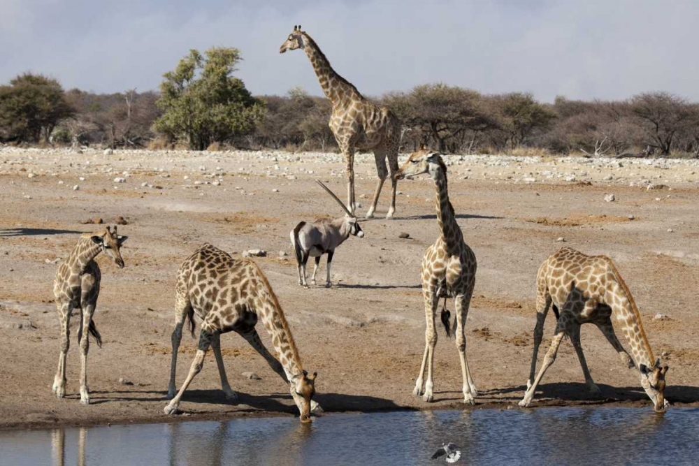 Wall Art Painting id:130011, Name: Namibia, Etosha NP Animals at a waterhole, Artist: Kaveney, Wendy