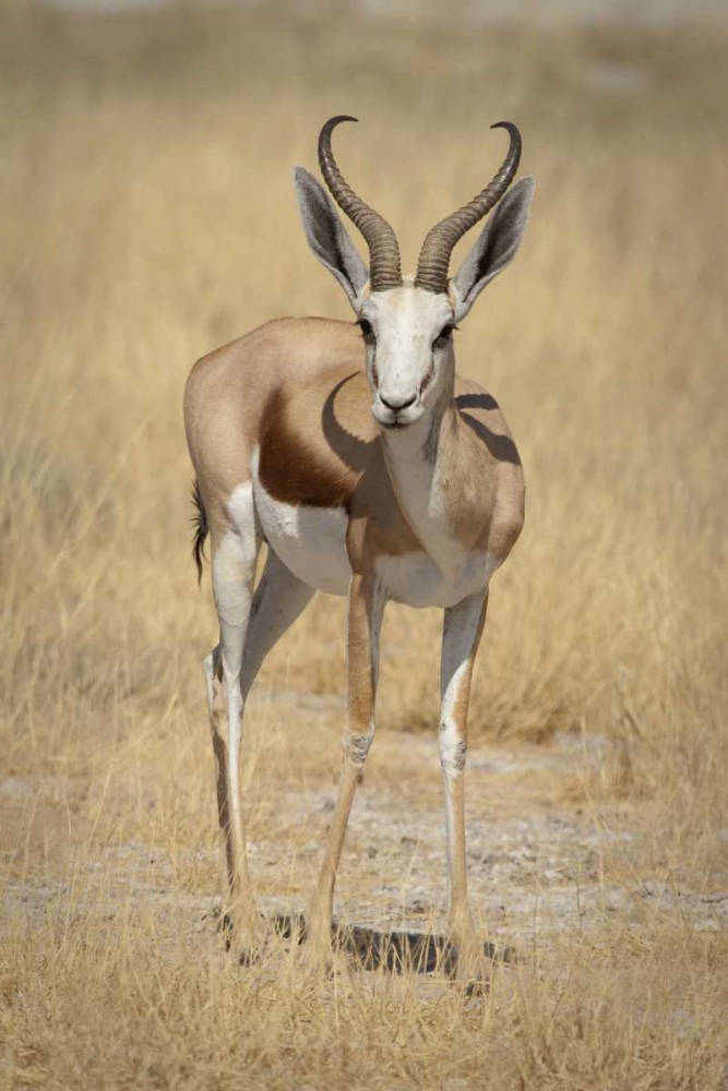 Wall Art Painting id:129917, Name: Namibia, Etosha NP Standing springbok, Artist: Kaveney, Wendy