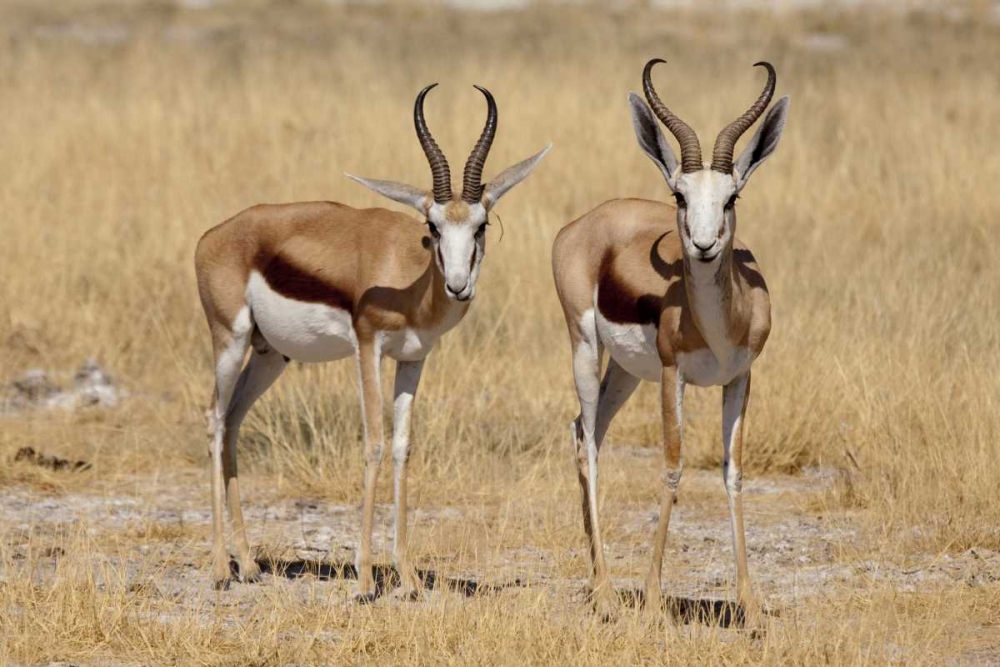 Wall Art Painting id:130073, Name: Namibia, Etosha NP Two standing springboks, Artist: Kaveney, Wendy
