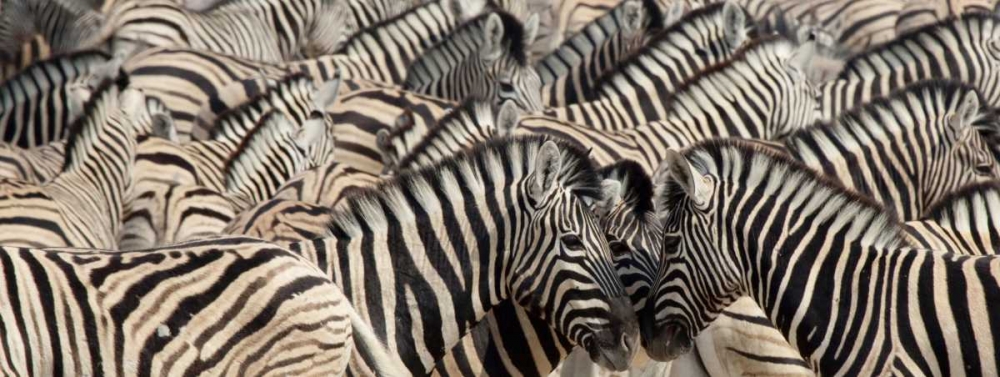 Wall Art Painting id:129892, Name: Namibia, Etosha NP A herd of zebras, Artist: Kaveney, Wendy