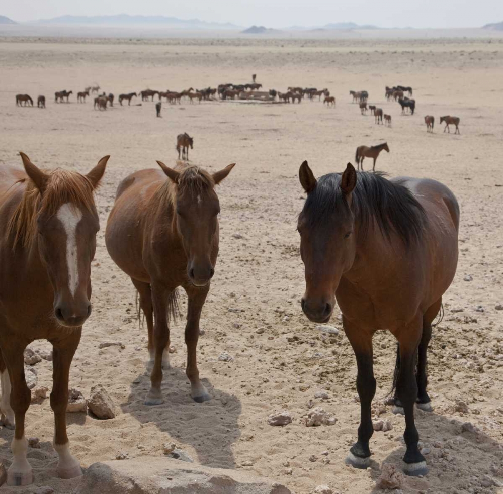 Art Print: Namibia, Garub Herd of feral horses