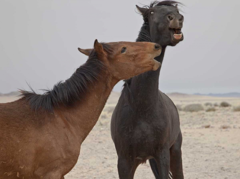 Art Print: Namibia, Garub Feral horses playing