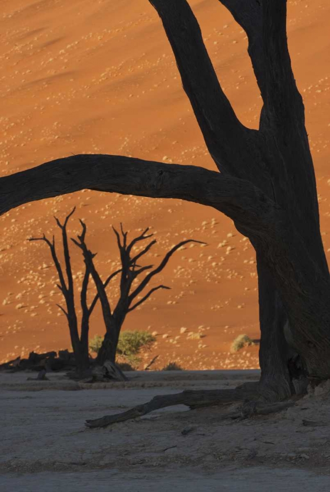 Art Print: Namibia, Namib Desert Silhouette of lone tree