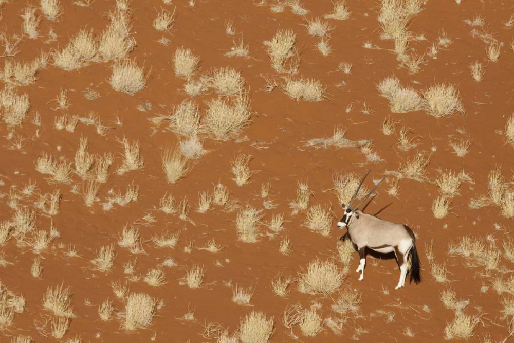 Art Print: Namibia, Namib-Naukluft , Sossusvlei Lone oryx
