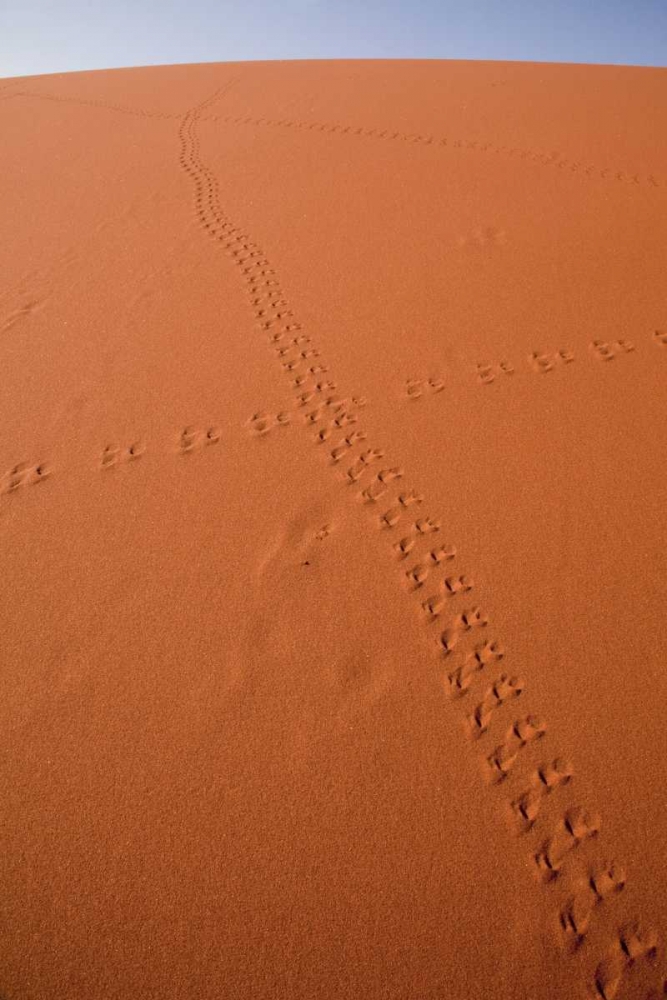 Art Print: Namibia, Sossusvlei Animal tracks on a sand dune