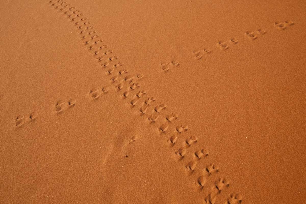 Art Print: Namibia, Sossusvlei Animal tracks on a sand dune