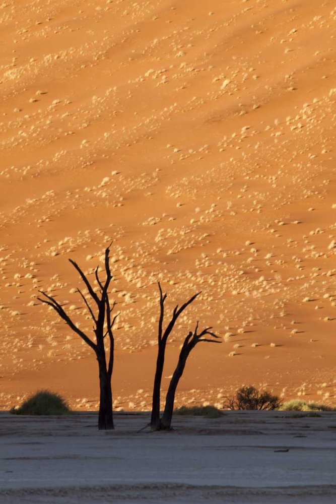 Art Print: Namibia, Sossusvlei Dead trees with sand dune