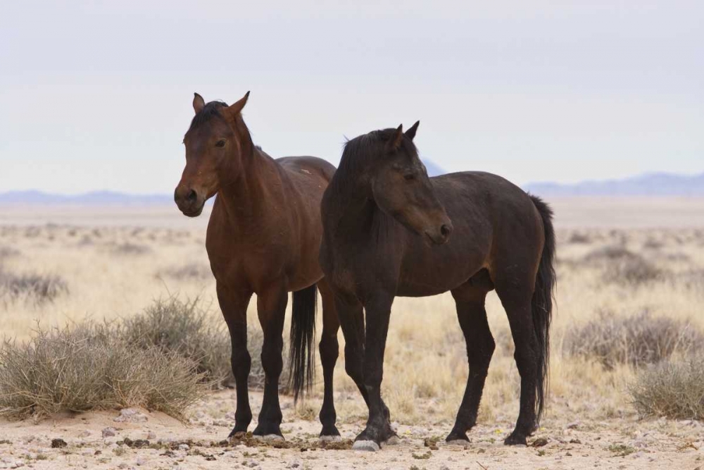 Art Print: Namibia, Garub Two feral horses