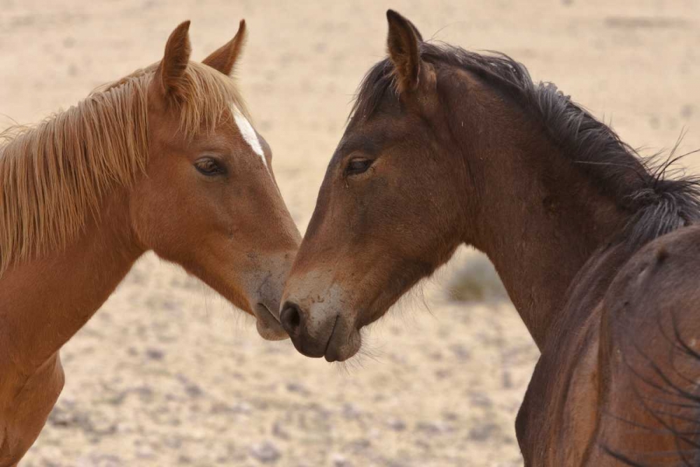 Art Print: Namibia, Garub Feral horse herd touch noses
