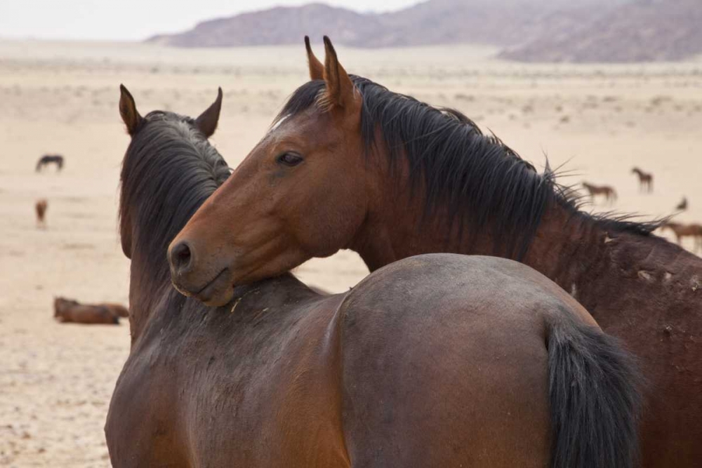 Art Print: Namibia, Garub Two feral horses interact