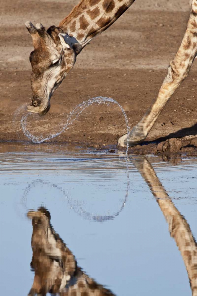 Wall Art Painting id:129895, Name: Namibia, Etosha NP Giraffe drinking, Artist: Kaveney, Wendy