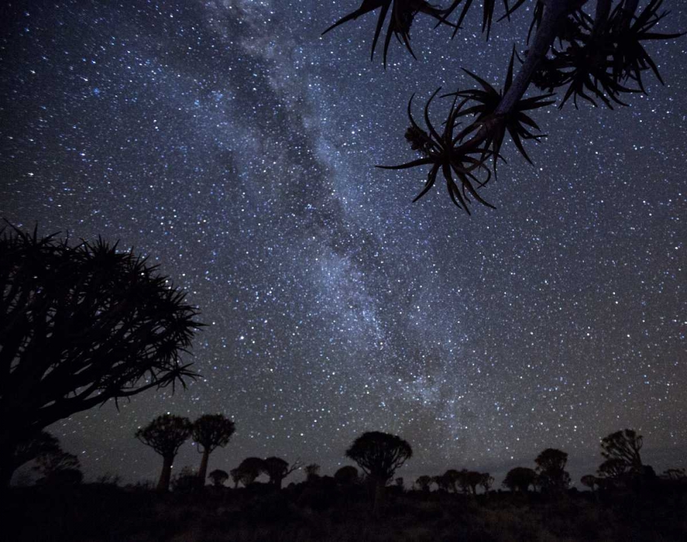 Wall Art Painting id:130123, Name: Namibia Milky Way and quiver trees at night, Artist: Kaveney, Wendy