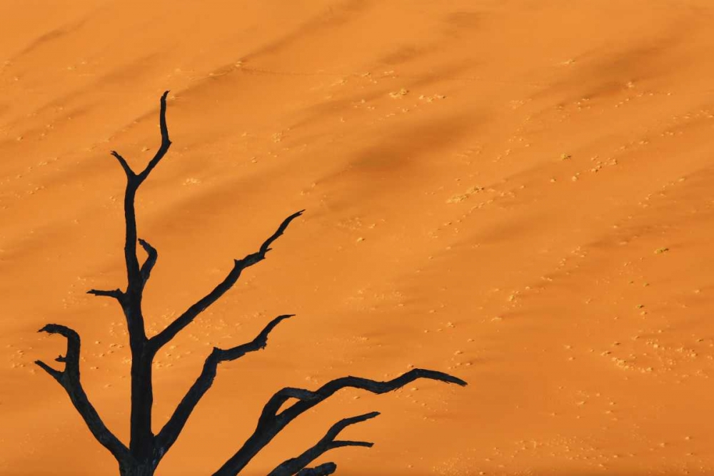 Art Print: Namibia, Dead Vlei Tree branches and sand dune