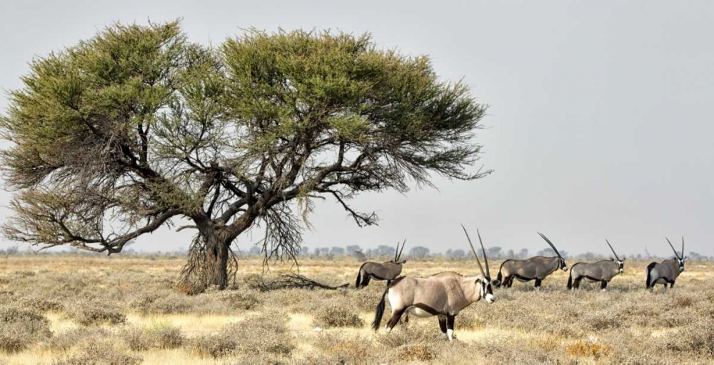 Art Print: Africa, Namibia, Etosha NP Five Oryx and tree