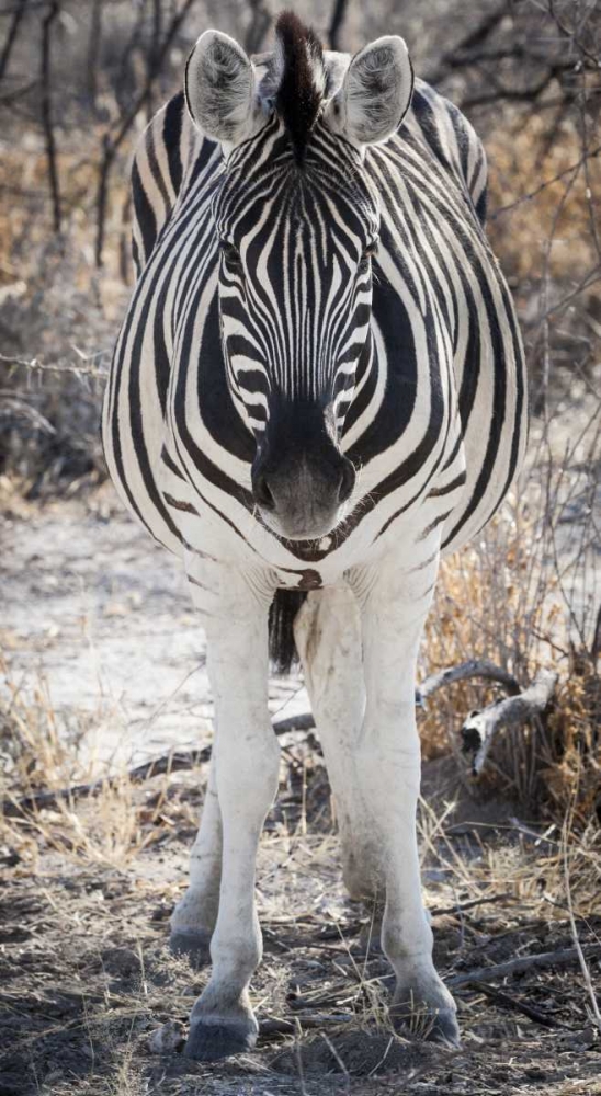 Art Print: Africa, Namibia, Etosha NP Close-up of zebra
