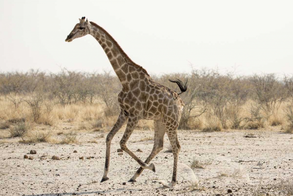 Art Print: Africa, Namibia, Etosha NP Running giraffe