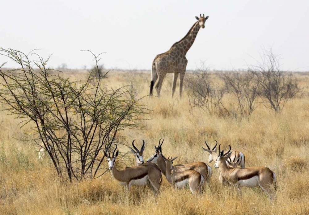 Wall Art Painting id:130012, Name: Namibia, Etosha NP Giraffe and springboks, Artist: Kaveney, Wendy