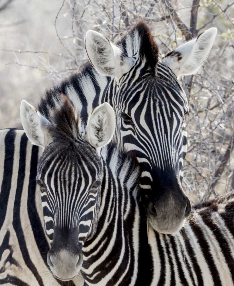 Wall Art Painting id:130013, Name: Namibia, Etosha NP Portrait of two zebras, Artist: Kaveney, Wendy