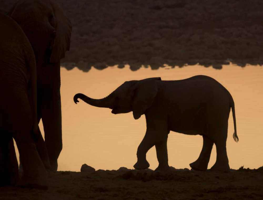 Wall art: Namibia, Etosha NP Baby elephant at sunset, by Kaveney, Wendy