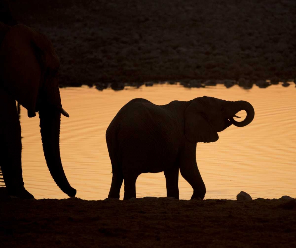 Wall art: Namibia, Etosha NP Baby elephant at sunset, by Kaveney, Wendy