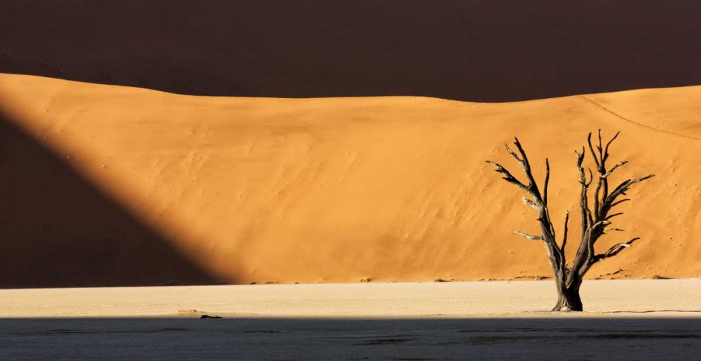 Art Print: Namibia, Dead Vlei Dead tree illuminated by sun