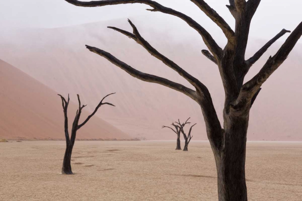 Art Print: Namibia, Namib-Naukluft, Deadvlei Misty Morning
