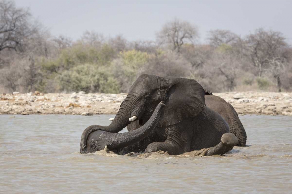 Wall Art Painting id:130005, Name: Namibia, Etosha NP Two elephants bathing, Artist: Kaveney, Wendy