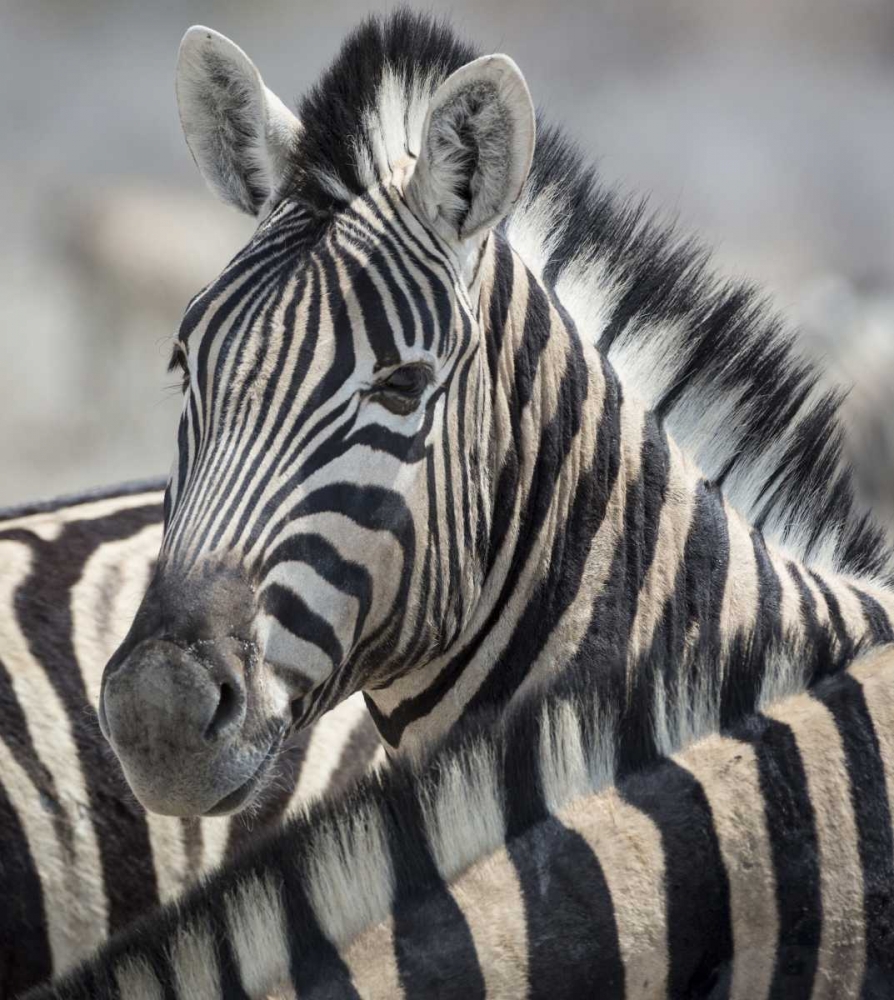 Wall Art Painting id:129939, Name: Namibia, Etosha NP Portrait of a Zebra, Artist: Kaveney, Wendy