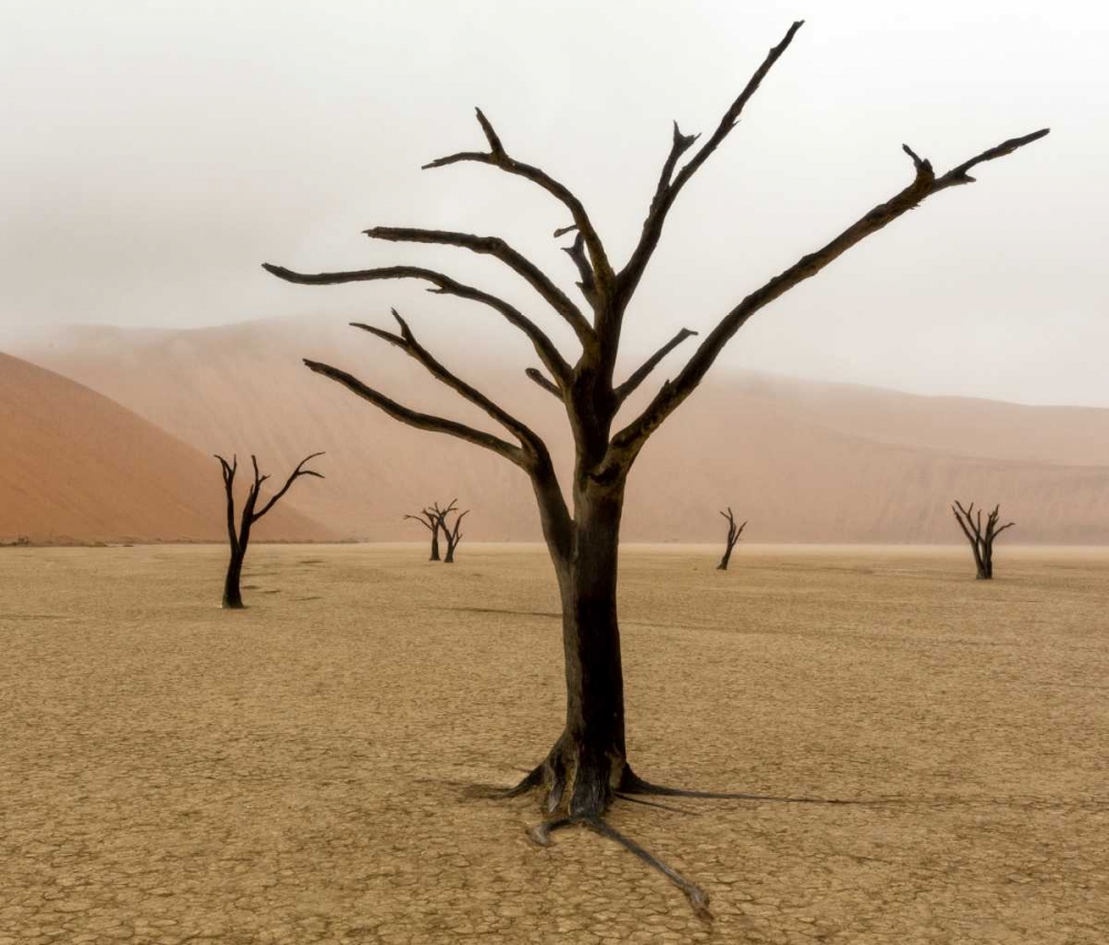 Wall Art Painting id:129966, Name: Namibia, Deadvlei Unusual rainy weather, Artist: Kaveney, Wendy