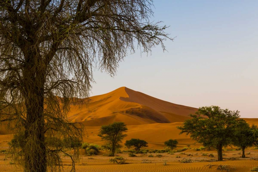 Art Print: Namibia, Namib-Naukluft NP Trees and sand dune