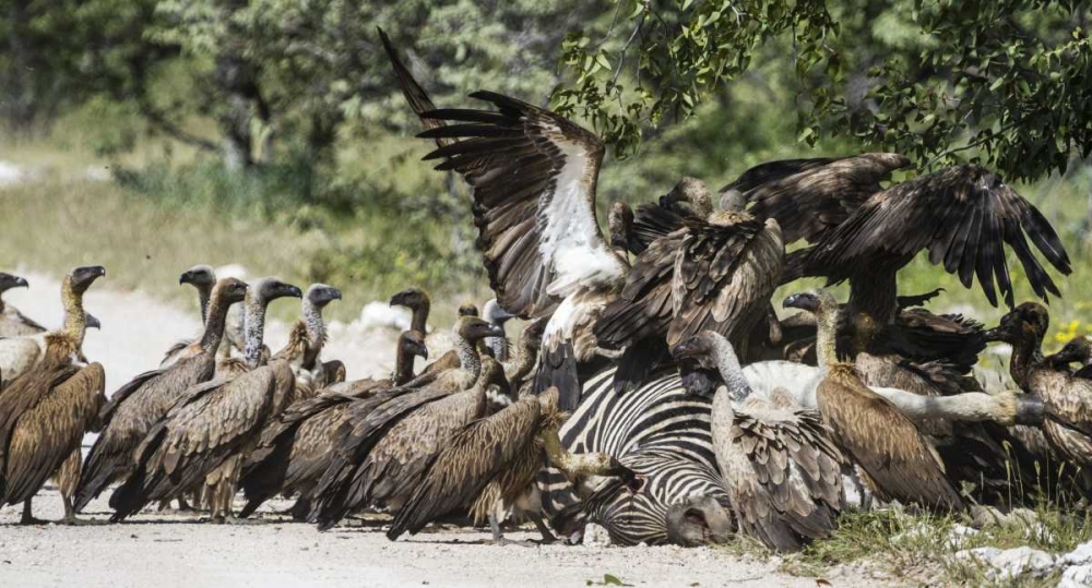 Art Print: Namibia, Etosha NP Vultures on zebra carcass