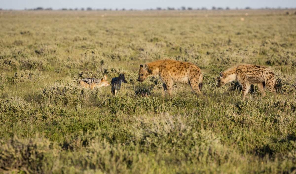 Art Print: Namibia Hyenas and black-backed jackals eating