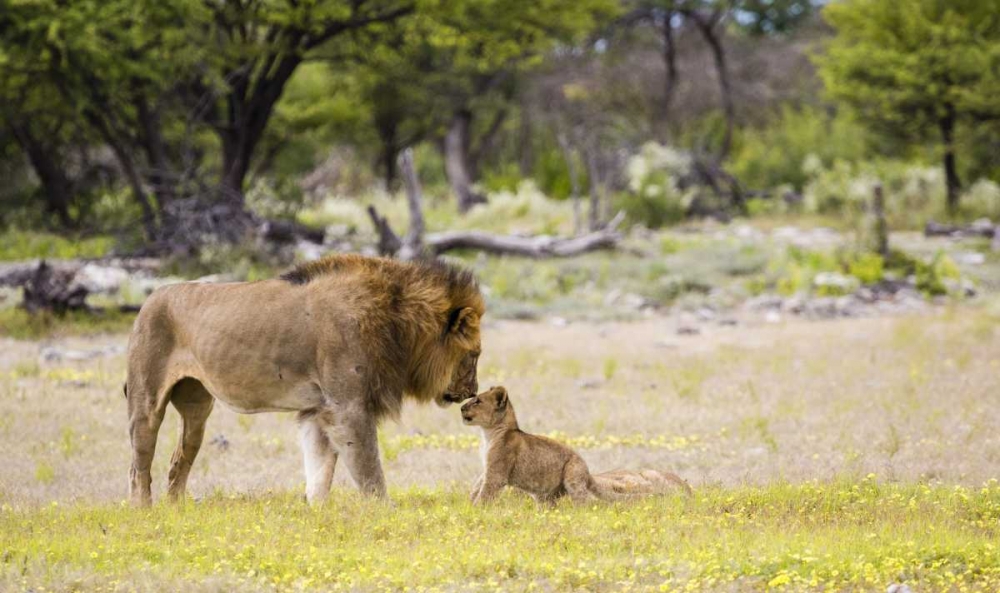 Art Print: Namibia, Etosha NP Alpha male lion inspects cub