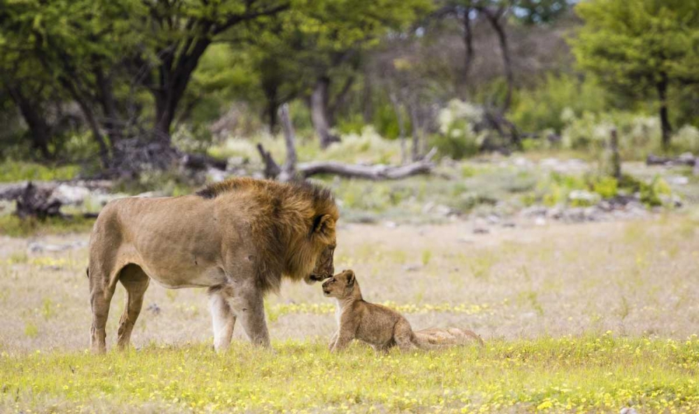Wall Art Painting id:136473, Name: Namibia, Etosha NP Alpha male lion inspects cub, Artist: Young, Bill