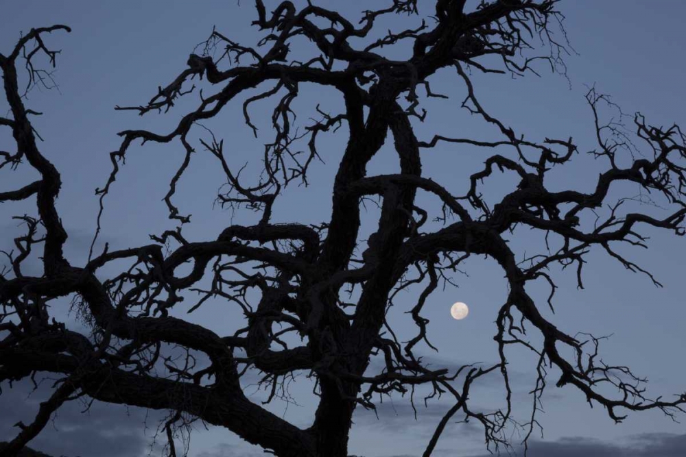 Art Print: Africa, Namibia Tree silhouette and full moon