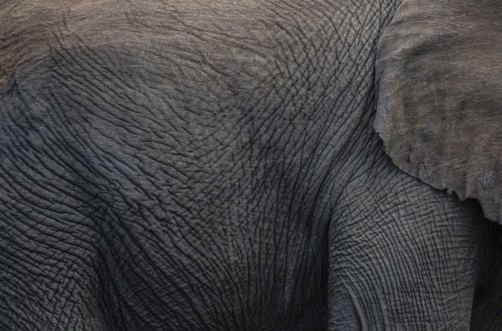 Art Print: Namibia, Etosha NP Textured hide of elephant