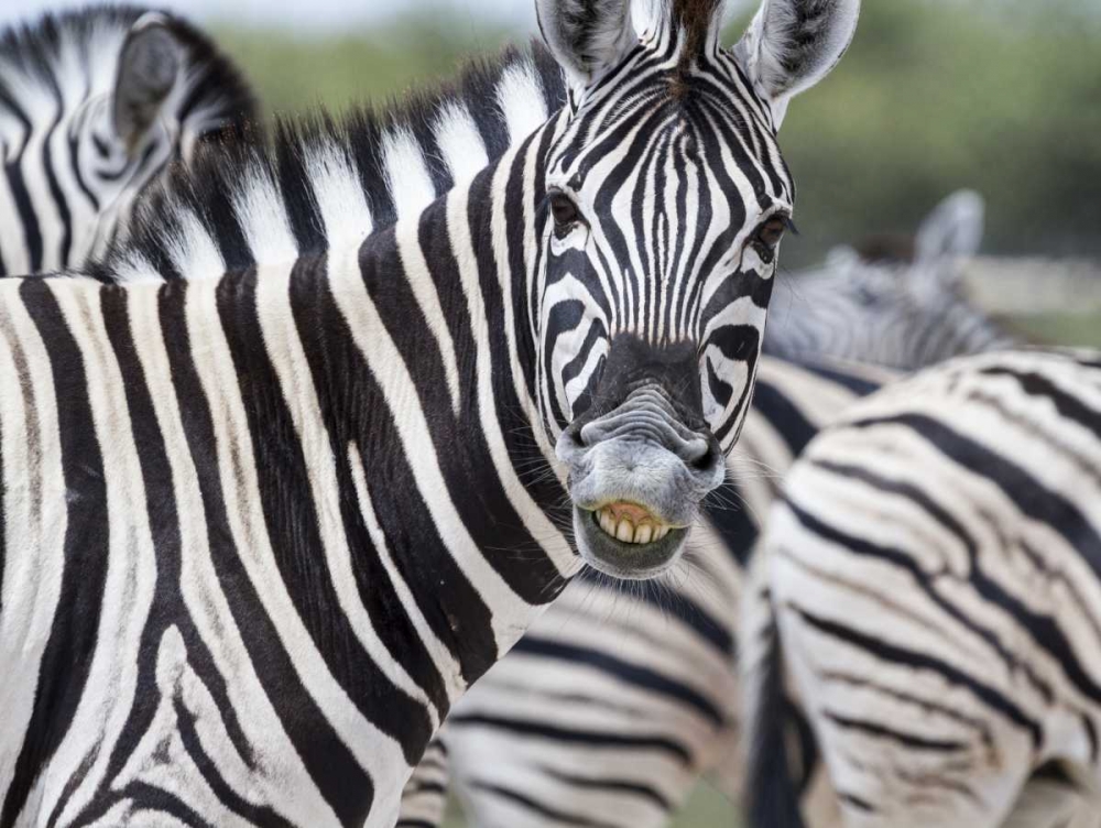 Art Print: Namibia, Etosha NP Zebra looking at camera