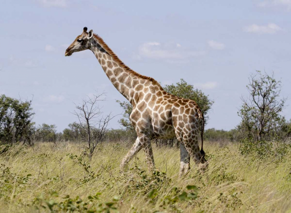 Art Print: Namibia, Etosha NP Giraffe walking through grass