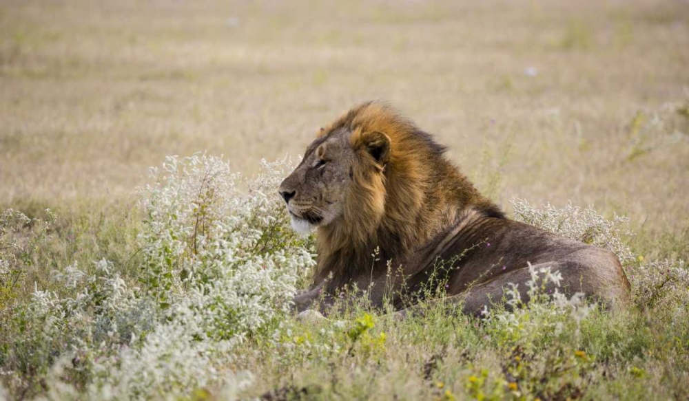 Art Print: Namibia, Etosha NP Adult male lion resting