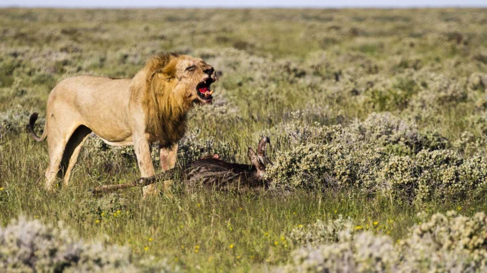 Art Print: Namibia, Etosha NP Male lion roars over carcass