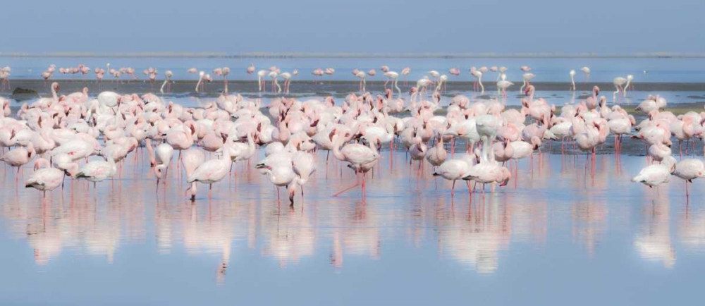 Art Print: Namibia, Walvis Bay Group of greater flamingos