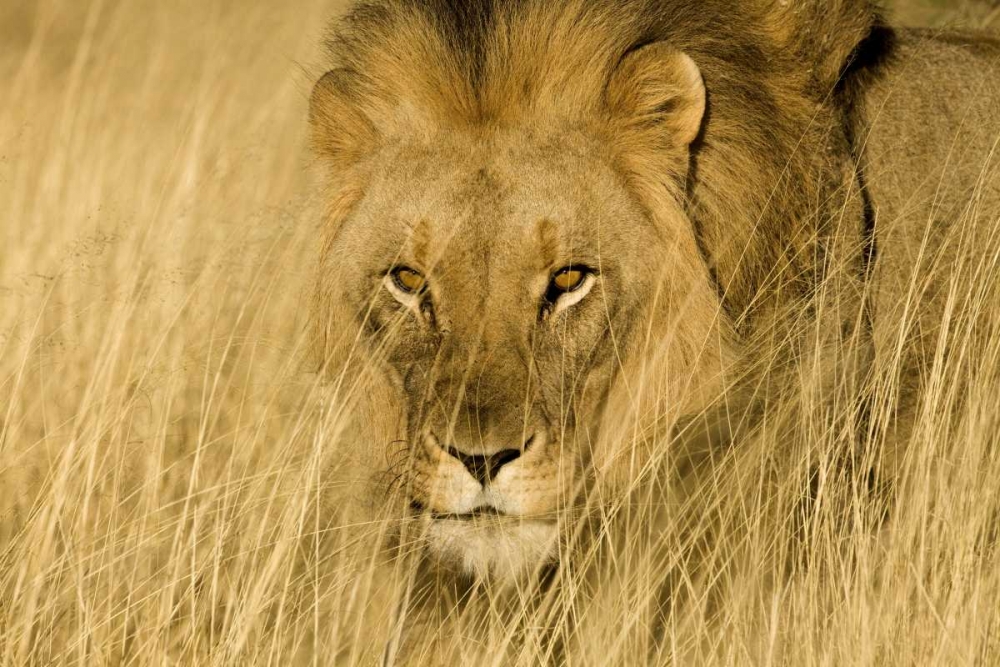 Wall Art Painting id:136617, Name: Africa, Namibia Male lion in dry grass, Artist: Zuckerman, Jim
