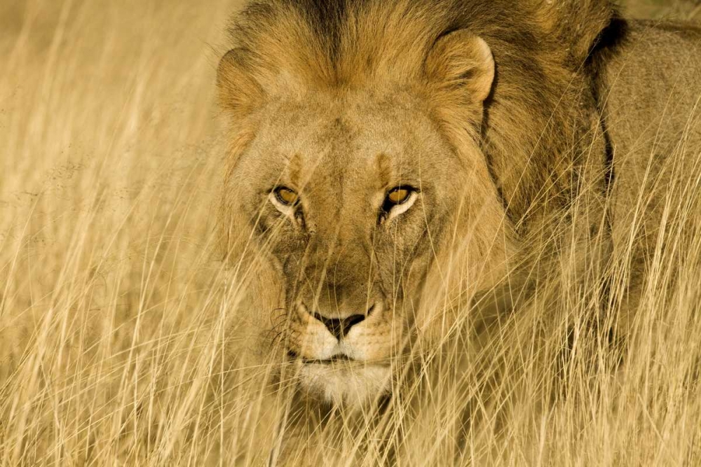 Art Print: Africa, Namibia Male lion in dry grass