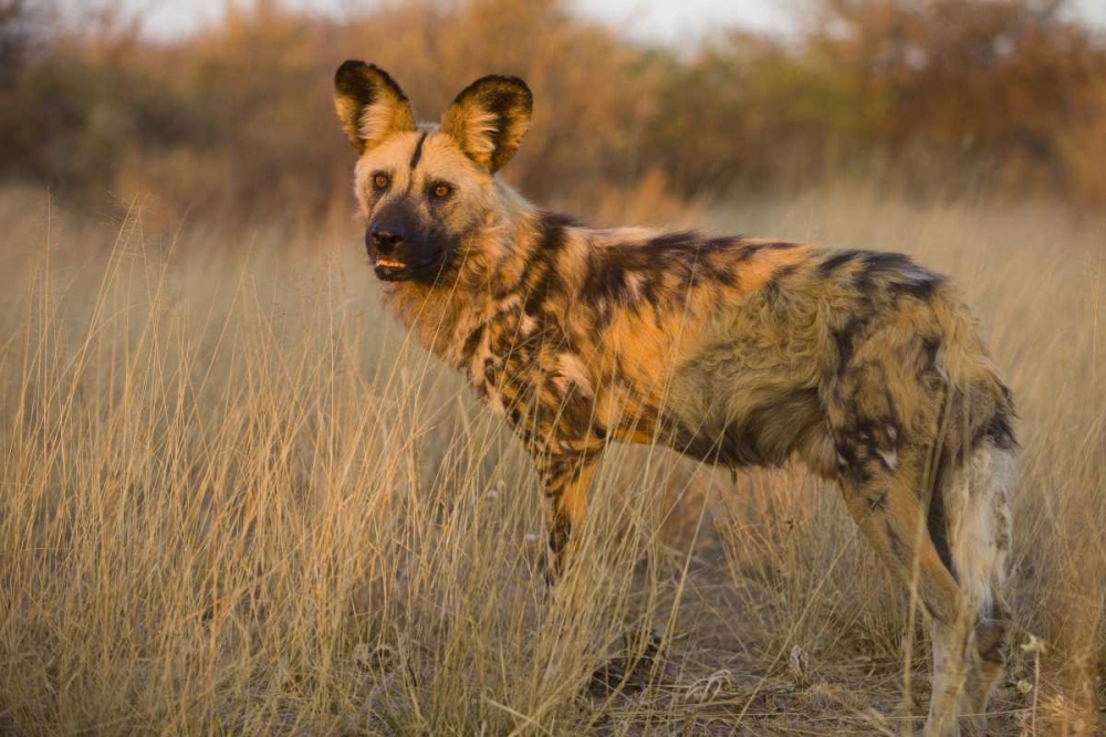 Wall Art Painting id:136576, Name: Africa, Namibia Wild dog close-up, Artist: Zuckerman, Jim